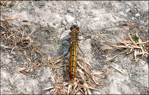 orthetrum brunneum